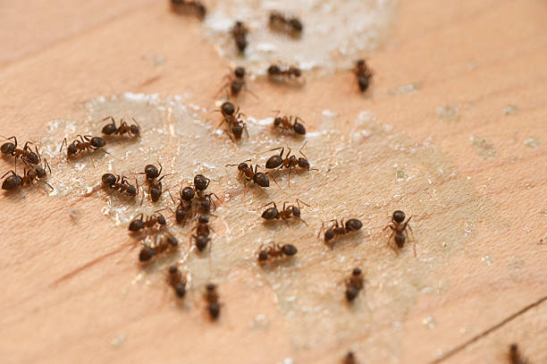 Spider Control Near Me in Pompton Lakes, NJ