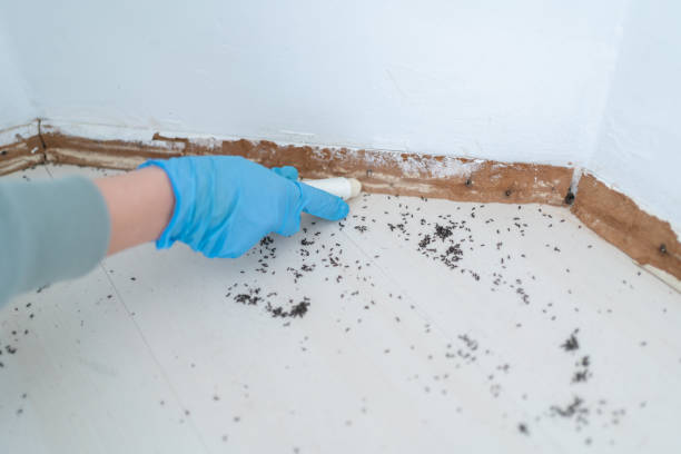 Best Flea Control Services  in Pompton Lakes, NJ